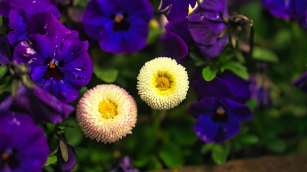 spring flowers in different varieties decoratively planted. powerful colors shine from the bed. spring gifts for the soul