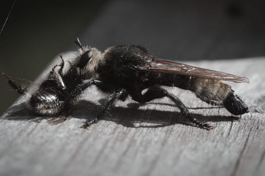 Yellow murder fly or yellow robber fly with a bumblebee as prey. The insect is sucked out by the hunter. Yellow black hairs cover the hunter. Macro shot from nature