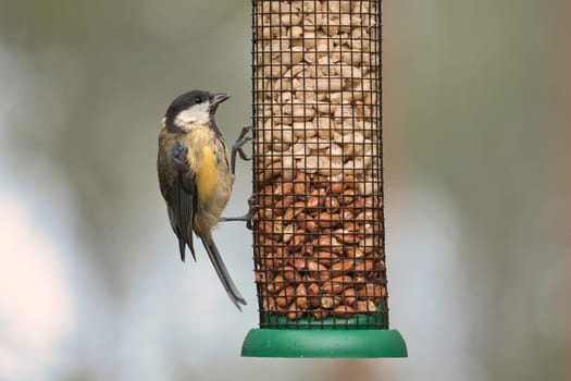 Great tit sitting in tree on a branch. Wild animal foraging for food. Animal shot of a bird from nature