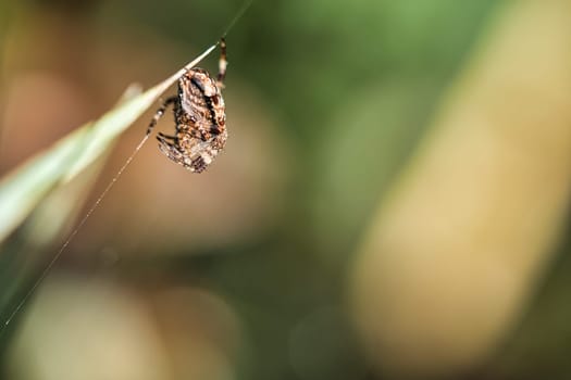 Cross spider huddled, with prey on a blade of grass. A useful hunter among insects. Arachnid. Animal photo from the wild.