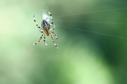 Cross spider in a spider web, lurking for prey. Blurred background. A useful hunter among insects. Arachnid. Animal photo from the wild.