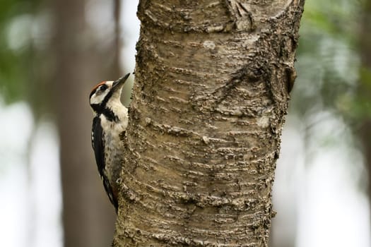 Great spotted woodpecker foraging in the forest on a tree with blurred background. Animal shot from nature