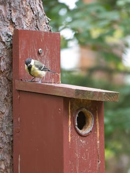 Great tit on a red bird house. Animal shot of a songbird from nature. Animal photo