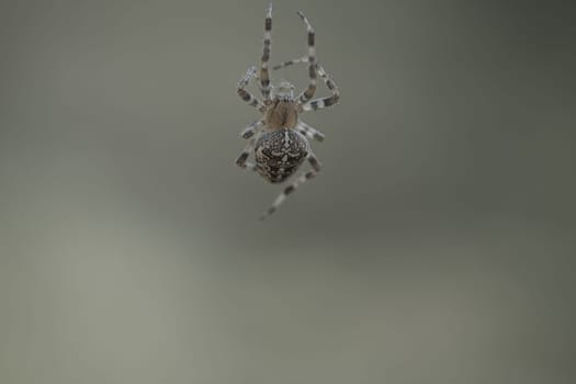 Cross spider shot crawling on a spider thread. Halloween fright. Blurred background. A useful hunter among insects. Arachnid. Animal photo from the wild.
