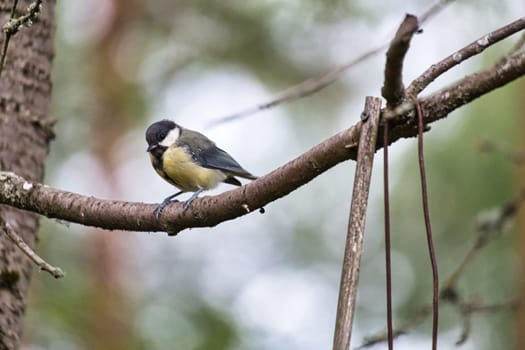 Great tit sitting in tree on a branch. Wild animal foraging for food. Animal shot of a bird from nature