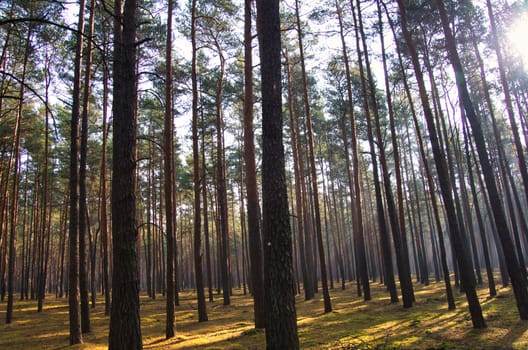 Sunlight falling through a forest of pine trees. Trees and moss on the forest floor. Romantic, mythical nature mood. Nature shot from the forest