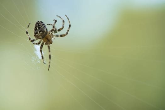 Cross spider in a spider web, lurking for prey. Blurred background. A useful hunter among insects. Arachnid. Animal photo from the wild.