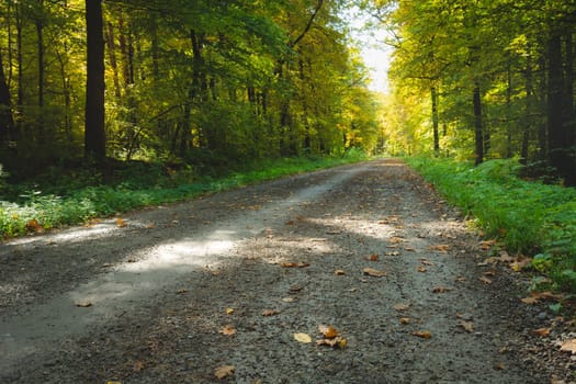 The road through the forest and the first fallen leaves, October day