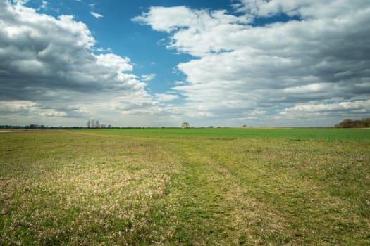 Path through a huge meadow and clouds to the sky, spring day