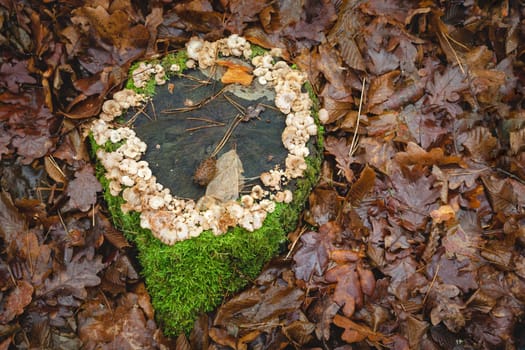 The trunk of a felled tree with mushrooms and green moss