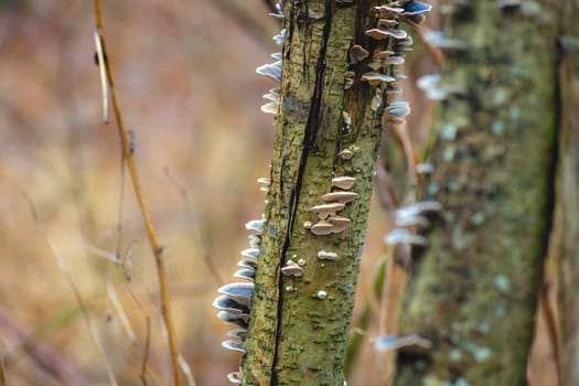 Tree trunk with many mushrooms, autumn view