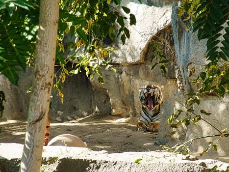 Tiger between trees and rock. Striped coat of elegant predators. Big cat from Asia. Mammal animal photo