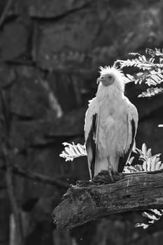 Dirt vulture portrait. Wild hairstyle. Vulture bird sitting on a branch. Bird of prey from Africa. Animal photo from nature