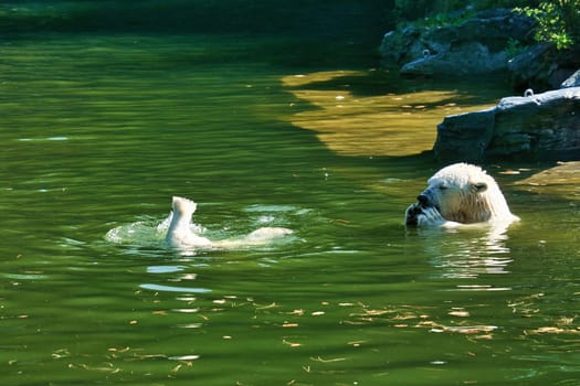 Polar bear mother playing with polar bear cub in water. White fur of the large predator. Mammal animal photo