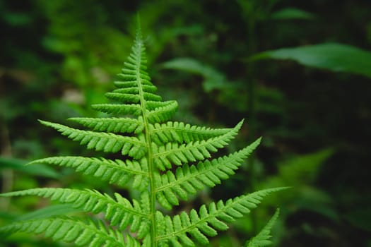 A large green leaf of a fern in the forest, spring day