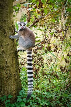 Maki monkey on your tree looking at the viewer. interested and playful are the black and white monkeys. it is very funny to watch them