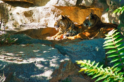 Three tiger cubs lying to rest. Striped fur of the elegant predators. Big cat from Asia. Mammal animal photo