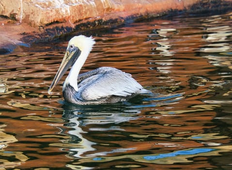pelican on the water while swimming. large seabird with richly textured plumage. Bird in portrait.