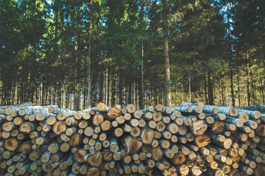 A chopped pile of wood logs in a coniferous forest, spring day