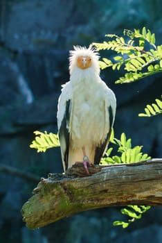 Dirt vulture portrait. Wild hairstyle. Vulture bird sitting on a branch. Bird of prey from Africa. Animal photo from nature