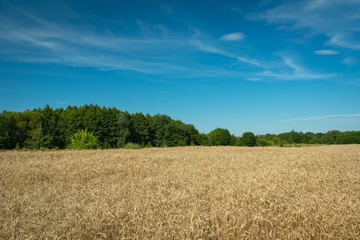 Field with golden grain, forest and blue sky, summer day