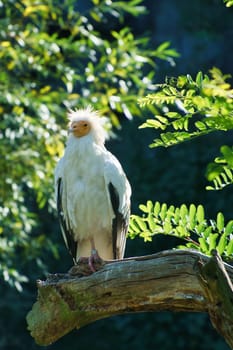 Dirt vulture portrait. Wild hairstyle. Vulture bird sitting on a branch. Bird of prey from Africa. Animal photo from nature