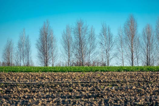 Trees without leaves behind the plowed field, spring day