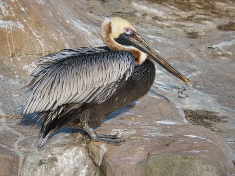 pelican recorded on a rock. large seabird with richly textured plumage. Bird in portrait.