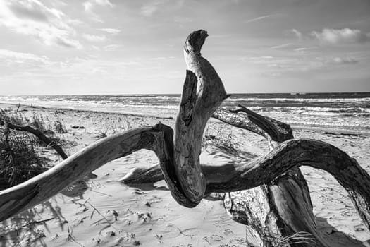 Driftwood, tree root lying on the Baltic Sea coast on the beach in front of the sea in black and white. In the background waves and the horizon