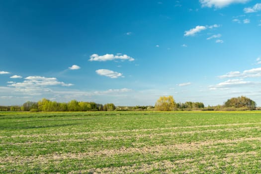 Young plants on the field and the blue sky, spring view