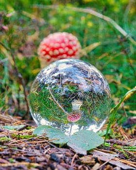 fly garlic in the forest seen through a glass sphere. autumn colors