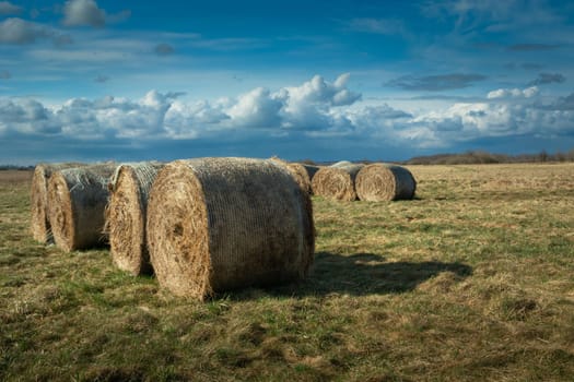 Round hay bales on a meadow and cloudy sky, spring day