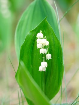 Lily of the valley on the forest floor. green leaves, white flowers. Early bloomers that herald the spring. Flowers photo from nature