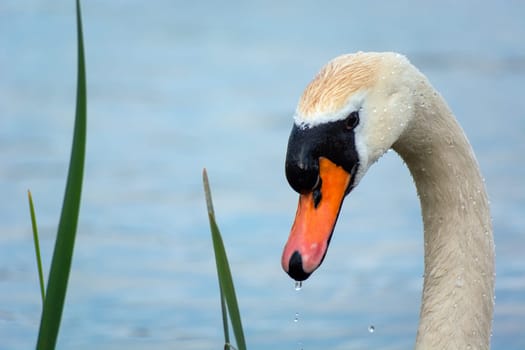 Neck and head of a white mute swan, spring day