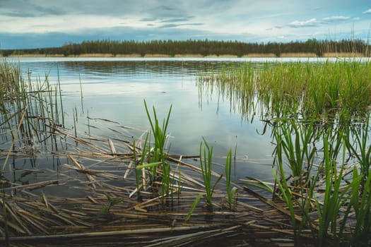 Reeds by the lake shore, a spring view, Stankow, Poland