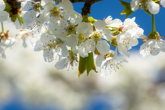 Fruit tree branch with white flowers, spring sunny day