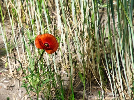 gossip poppies in a summer meadow. splashes of color in red. the delicate petals isolated. Flowers photo. Nature photo