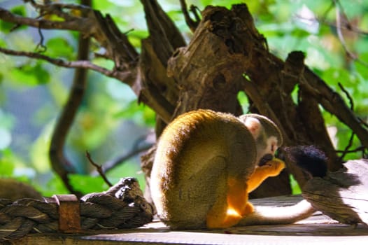 Squirrel monkey sitting on a platform and taking food. On a tree wrapped in leaves. Animal photo of a monkey