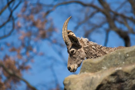 An ibex from the Berlin Zoo. portrait recording