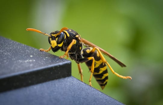 wasp in portrait, as macro shot. nicely cropped, so that the details come out better