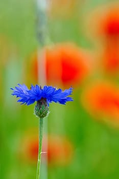 Cornflower flower single on a poppy field. Blue shine the petals. Detail shot from natural environment. Red color spots in background