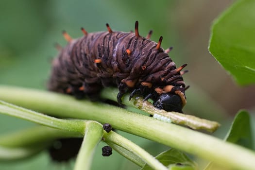 Caterpillar feeding on a leaf. a single animal close up. When they occur in large numbers, they are very harmful.