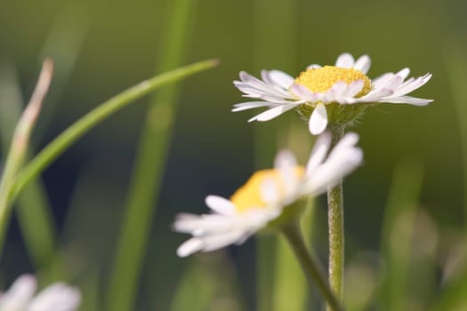 Daisy with a lot of bokeh on a meadow. Flowers one behind the other in ground view. Delicate colors in nature