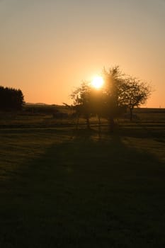 Tree on a meadow through which the setting sun shines thirstily. In a field at the edge of the forest