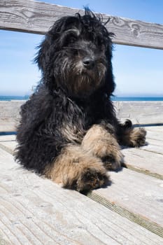 goldendoodle lying on the Baltic Sea by the sea. Goldendoodle in black and tan. Animal photo in nature