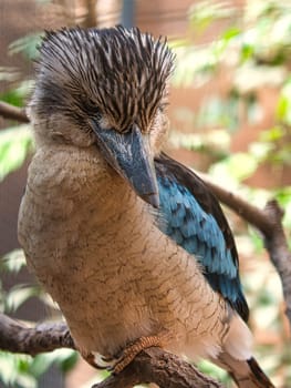 laughing hans on a branch. Beautiful colorful plumage of the Australian bird. interesting observation of the animal. Animal recording in germany