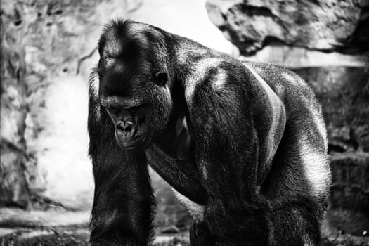 Gorilla, Silver back. The herbivorous big ape is impressive and strong. Endangered species. Animal photo in nature