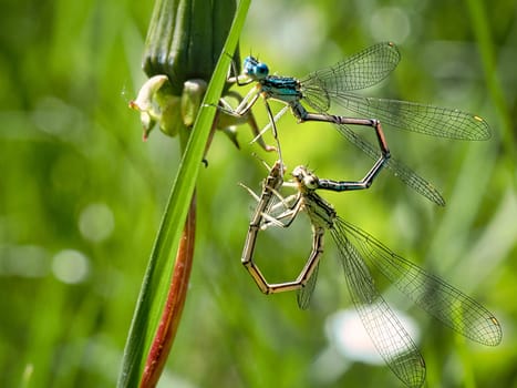 dragonflies paring in the grass. the shape of a heart is formed. detailed shot and interesting to observe.