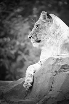 Lioness in white with lying on a rock. Relaxed predator. Animal photo of the big cat.