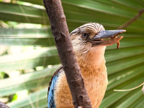 laughing hans on a branch feeding mealworm. Beautiful colorful plumage of the australian bird. interesting observation of the animal. Animal recording in germany